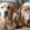 Mon Golden était plus câlin que prévu… Ce que personne ne dit sur la différence entre Golden et Labrador !