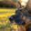 Mon Malinois-Labrador m&rsquo;a fait comprendre une vérité que peu d&rsquo;éleveurs osent dire
