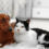 Comment choisir le meilleur compagnon animal en fonction de son style de vie ?