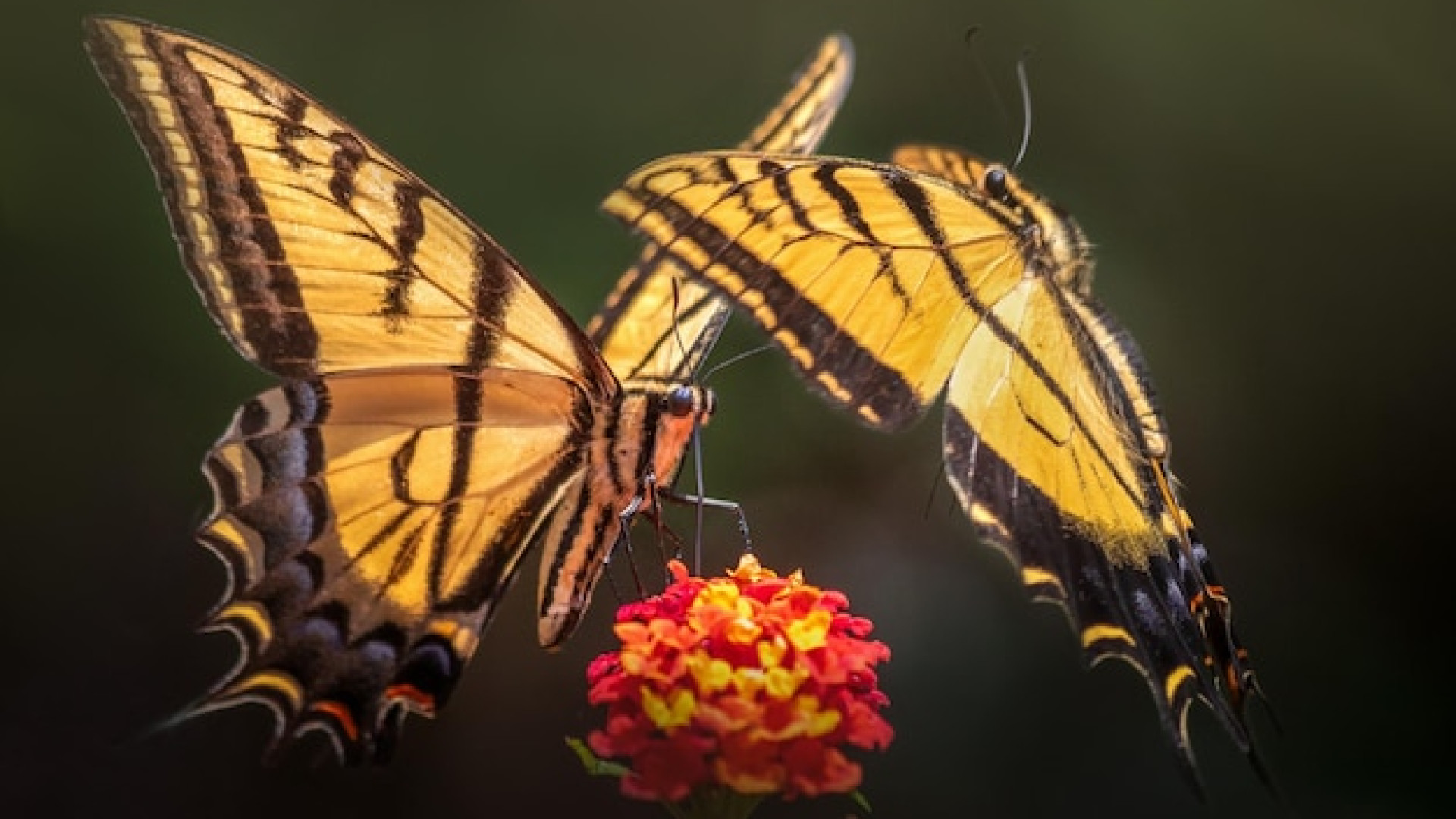 Comment organiser une sortie immersive dans un parc d’attraction en normandie autour des papillons tropicaux ?
