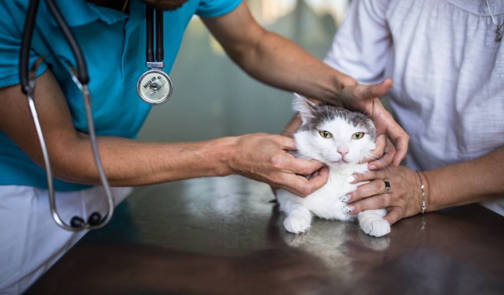urgence vétérinaire adaptée animal de compagnie