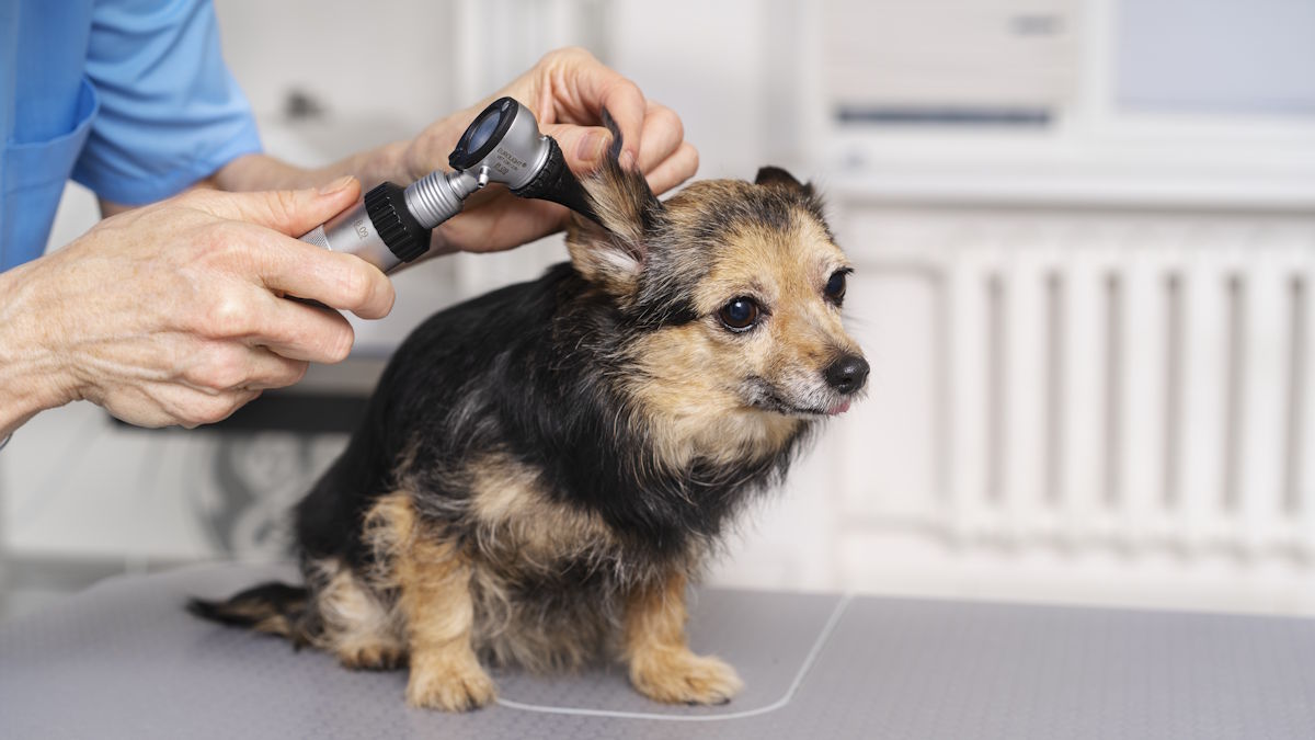 savoir si mon chien est intolérant aux céréales
